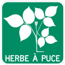 Herbe à puce